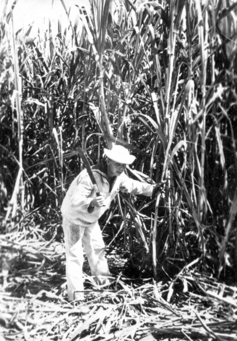 Рубка сахарного тростника Куба-69